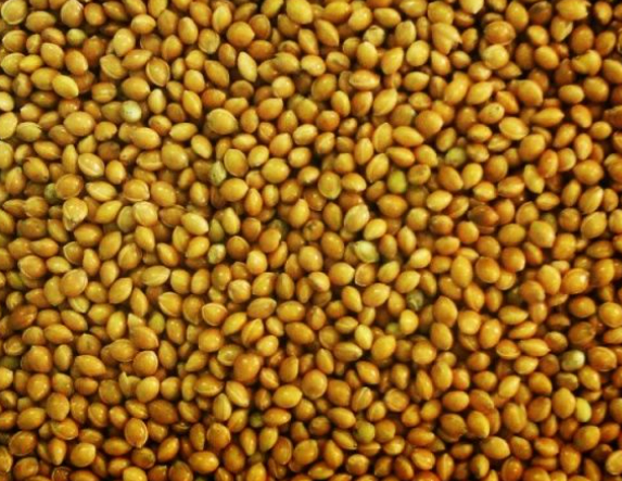 Просо, тип від золотисто-жовтого до темно-жовтого (ІІ), 2 клас, ДСТУ 5026, 1 кг